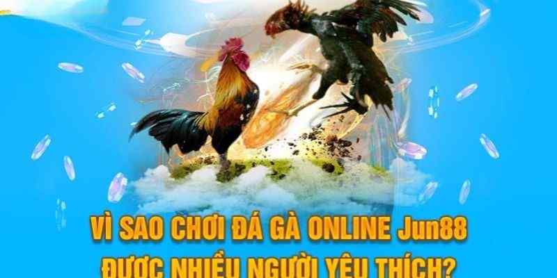 Đá gà Mỹ đẹp mắt, sở hữu kỹ năng tấn công cực mạnh